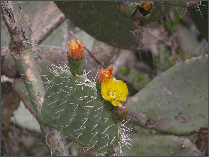 Blhender Kaktus. (28.10.2008)