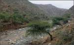 Die dornenbewehrten Akazien wachsen berall in der Ghinda Schlucht. (29.10.2008)