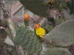 Blhender Kaktus. (28.10.2008)