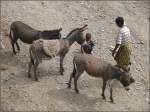 Nutztiere/5455/willkommene-transportmittel-im-unwegsamen-gelaende-sind Willkommene Transportmittel im unwegsamen Gelnde sind die Esel. (01.11.2008)