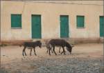 Ein paar Esel schlendern gemtlich ber die Dorfstrasse von Nefasit.