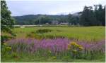 Weiderschen wie berall in Schottland waren in den Grampian Mountains sehr zahlreich. (05.08.2008)