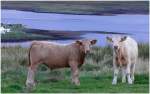 Die beiden Rinder waren sprachlos, sptabends noch Touristen auf ihrer Weide ber Dunvegan/Isle of Skye zu sehen.
