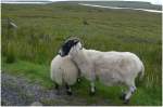 berall hats Schafe auf der Isle of Skye.