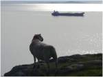 Dieses Schaf beobachtet ein Frachtschiff, das durch Meerenge (The little Minch)zwischen der Isle of Skye und North Uist fhrt. (06.08.2008)