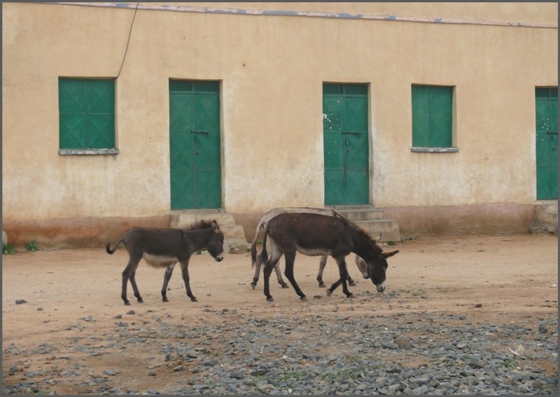 Ein paar Esel schlendern gemtlich ber die Dorfstrasse von Nefasit. (30.10.2008)