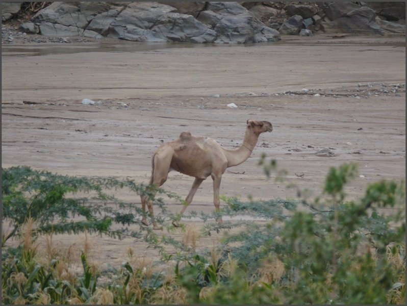 Ein streunendes Kamel. (30.10.2008)