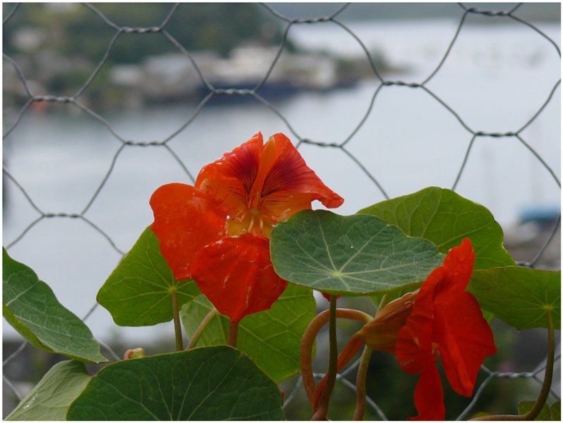 Kapuzinerblumen ber dem Hafen von Oban. (09.08.2008)