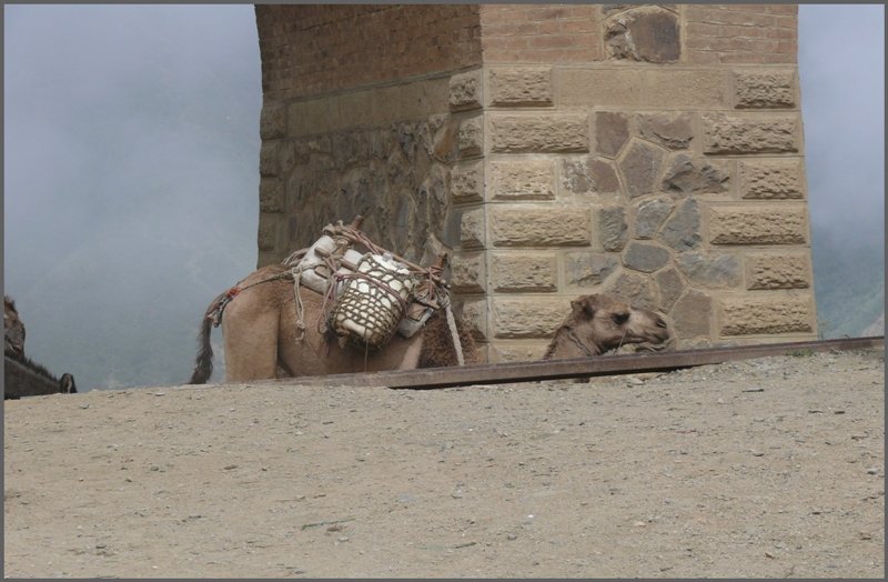 Neben dem entschwindenden Kamel sieht man auf diesem Bild sehr gut den kunstvollen Wiederaufbau der Eisenbahnbrcken, wie hier einer der Pfeiler in Arbaroba. (01.11.2008)