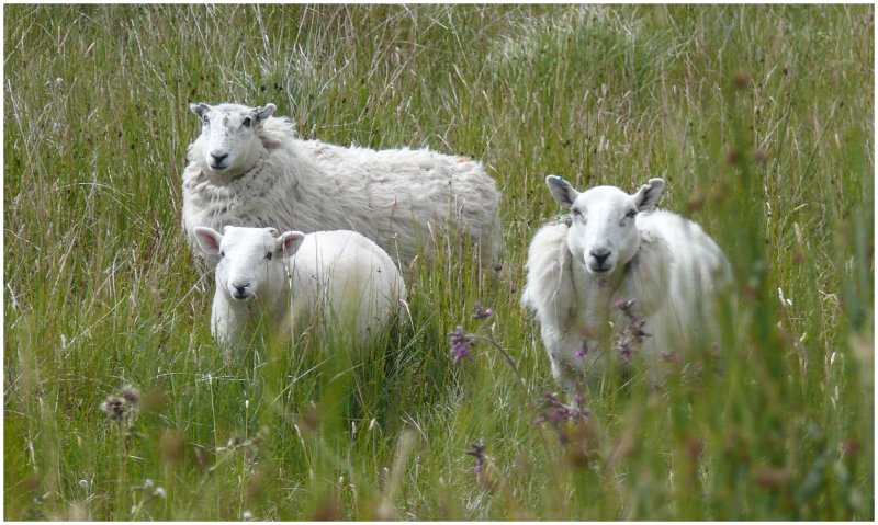 Sie sind berall anzutreffen, manchmal auch mitten auf der Strasse. Schafe auf der Isle of Skye. (06.08.2008)