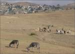 Nutztiere/3851/trockenes-hochland-an-der-strasse-von Trockenes Hochland an der Strasse von Asmara Richtung Keren. (27.10.2008)