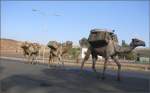 Nutztiere/4467/bedaechtig-und-zielstrebig-gleiten-sie-fast Bedchtig und zielstrebig gleiten sie fast lautlos auf der Hauptstrasse nach Massawa vorbei. (29.10.2008)