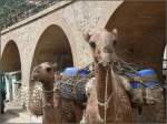 Nicht nur die Dampfloks werden in Arbaroba mit Wasser betankt, sondern auch die Kamele. (01.11.2008)