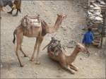 Auch Kamele werden zum Transport von allerlei Waren eingesetzt. (01.11.2008)