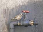 Ein durstiger Vogel hat den tropfenden Wasserhahn entdeckt im Depot Asmara.