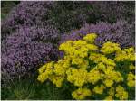 Typisch fr Schottland die Erika und diese gelben Blumen.