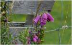 Blumen/564/farbtupfer-in-der-mehrheitlich-gruenen-landschaft Farbtupfer in der mehrheitlich grnen Landschaft der Isle of Skye. (06.08.2008)