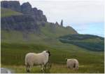 Auch hier sind die Schafe allgegenwrtig, beim Old man of Storr, der Felsnadel im Hintergrund. (06.08.2008)