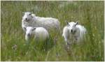 Sie sind berall anzutreffen, manchmal auch mitten auf der Strasse. Schafe auf der Isle of Skye. (06.08.2008)