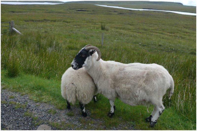 berall hats Schafe auf der Isle of Skye. (07.08.2008)